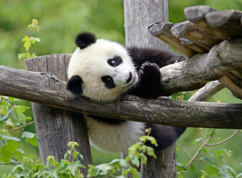 Bifengxia Panda Base