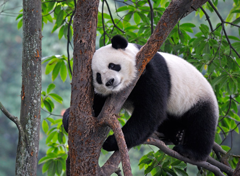 Bifengxia Panda Base
