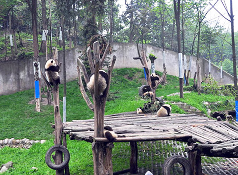 Bifengxia Panda Base