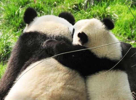 Dujiangyan Panda Base
