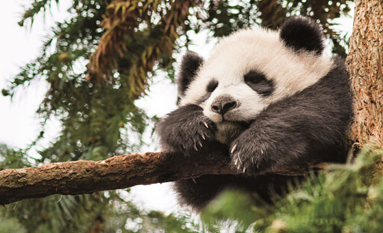 5 Days Bifengxia Panda Volunteer Program with Chengdu Tour
