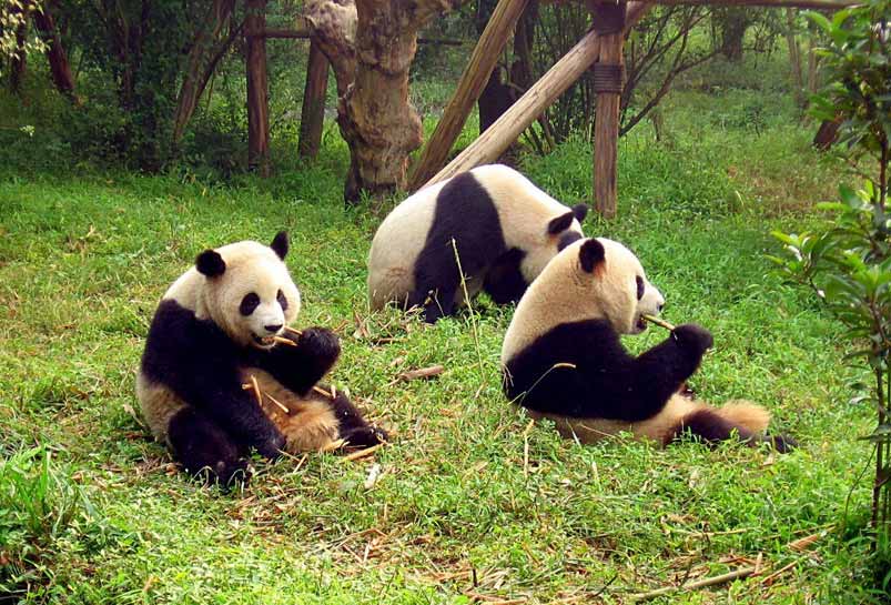 Chengdu Giant Panda