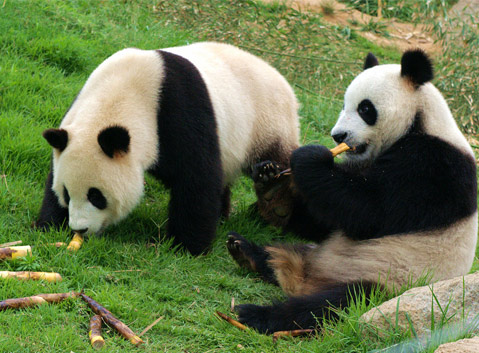 Chengdu Giant Panda