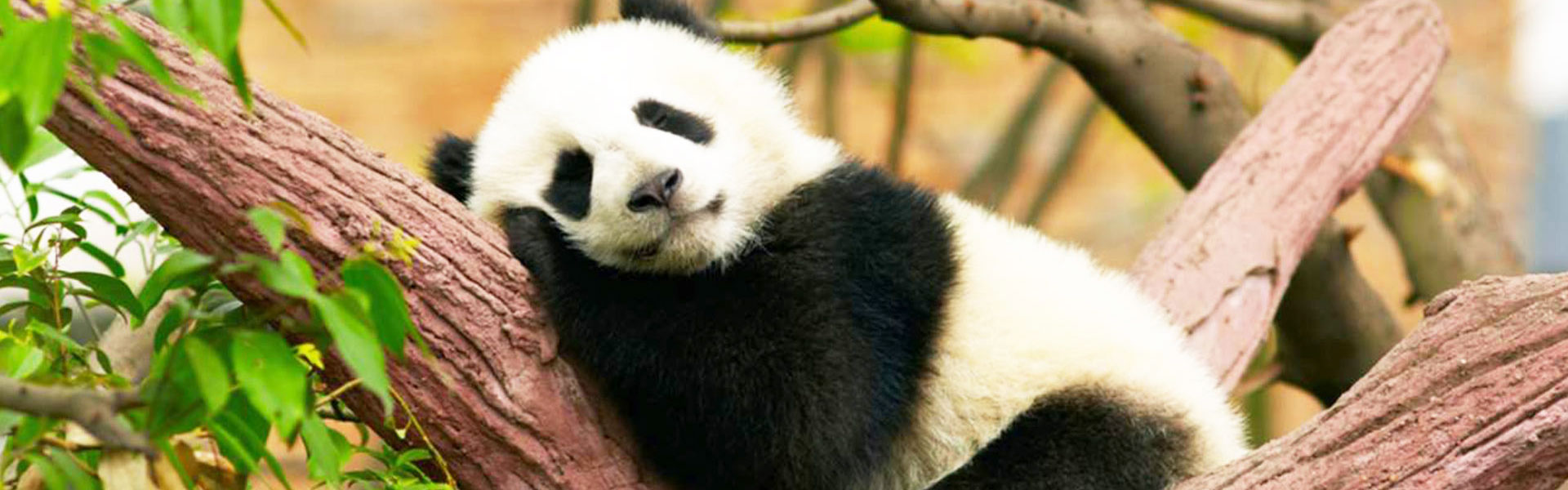 Giant Panda Base