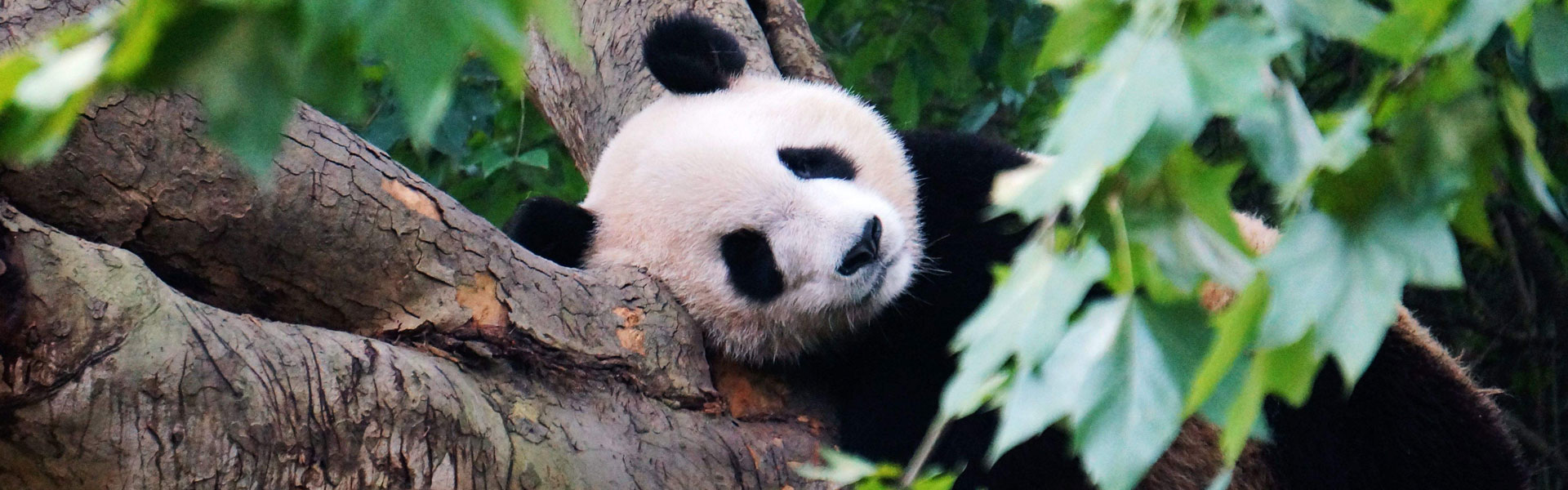 Chengdu Panda Base