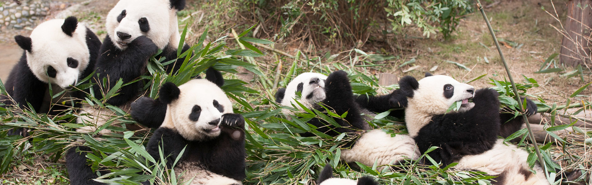 Chengdu Pandas Base