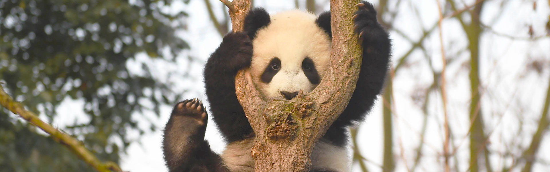 Chengdu Panda Base