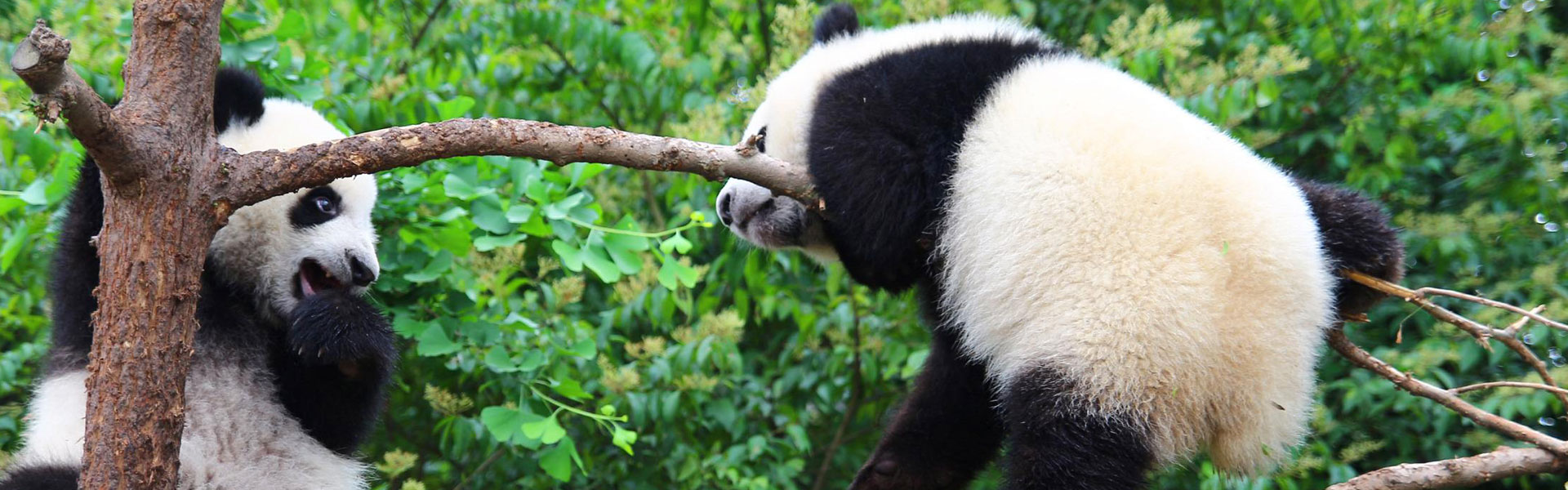 Chengdu Panda Base