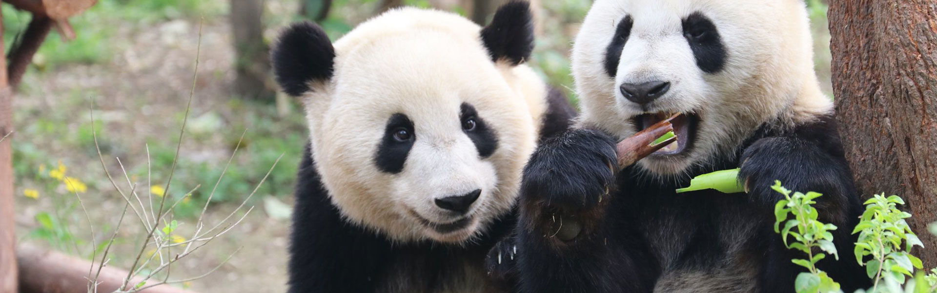 Chengdu Panda Base