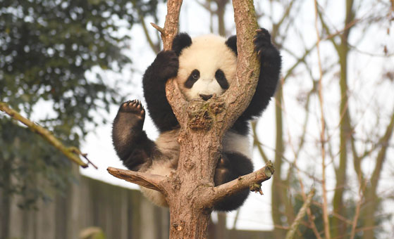 Chengdu Exclusive Day Tour to Panda Base Baoguang Temple and Mahjong Lesson