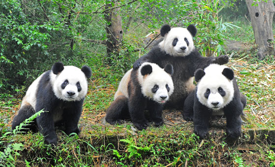 1 Day Chengdu Sightseeing Tour ( A )