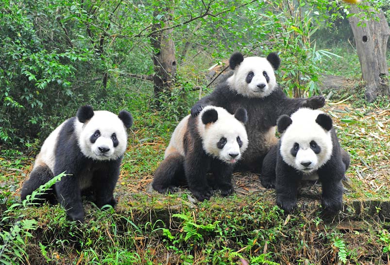 See the Cute Pandas in Chengdu Panda Base