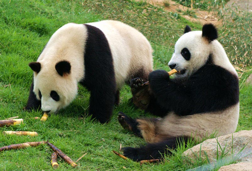 Chengdu Giant Panda Tour