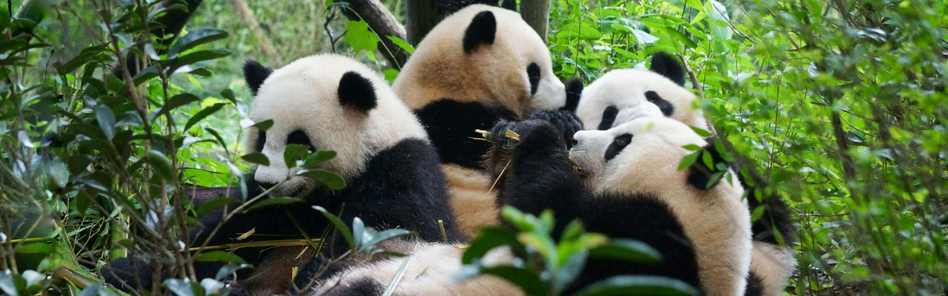 See the Cute Pandas in Chengdu Panda Base