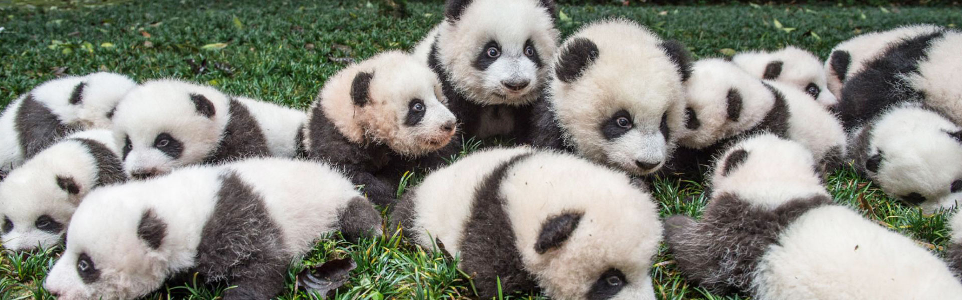 Chengdu Panda Base