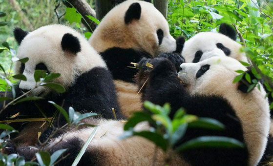 4 Days Chengdu In-depth Discovery Tour