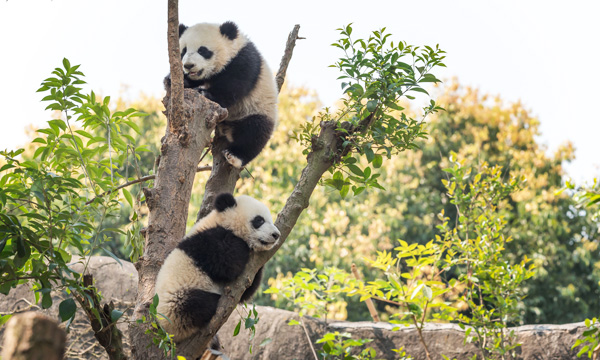 Baby giant pandas playing on trees at Chengdu Panda Base