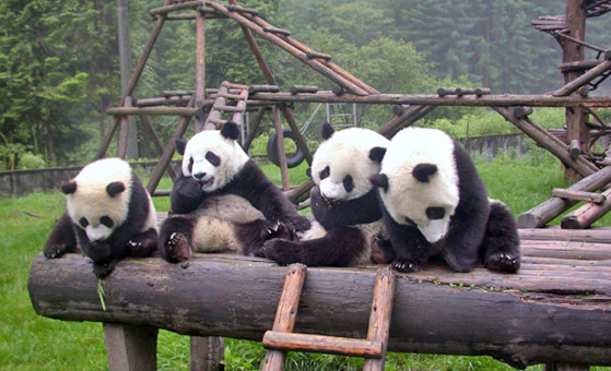 2 Days Chengdu Panda Tour with Airport Pick-up and Send-off