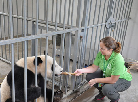 Feed the Giant Panda