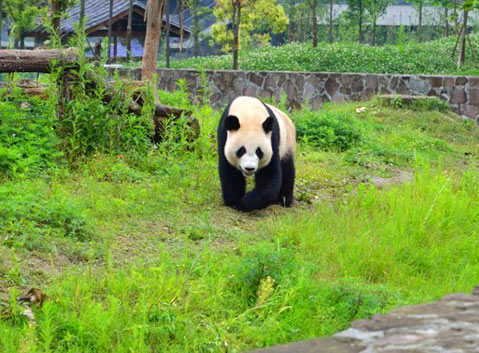 Dujiangyan Panda Valley