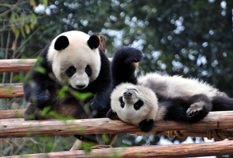 Giant Panda