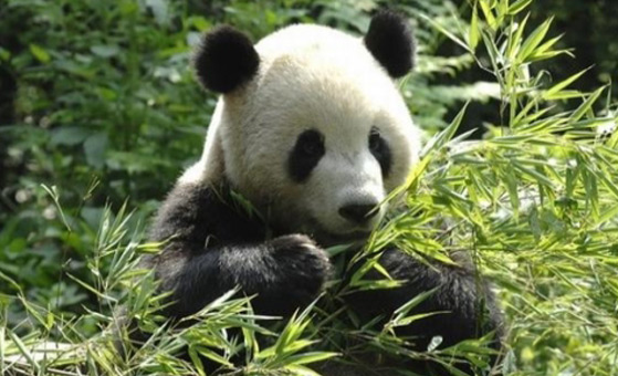 2 Days Chengdu Sightseeing and Leshan Buddha Tour