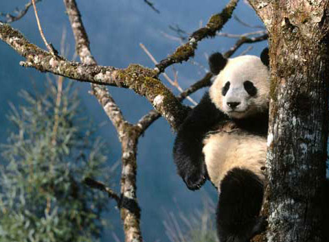 Bifengxia Panda Base