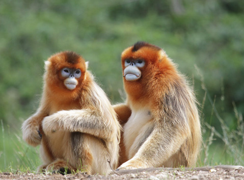 Golden Snub Nosed Monkey