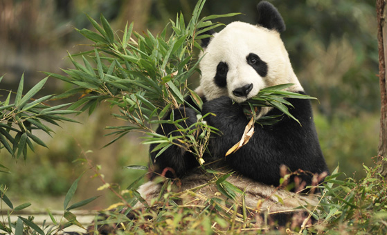 7 Days Classic Panda Tour