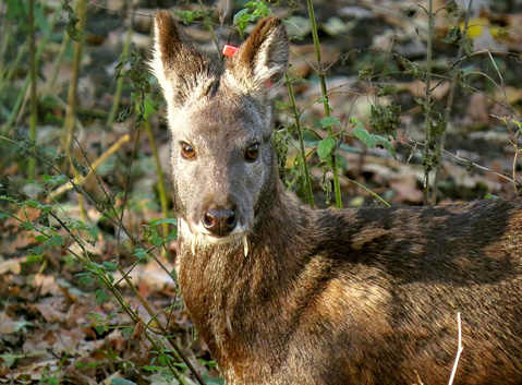 Musk Deer