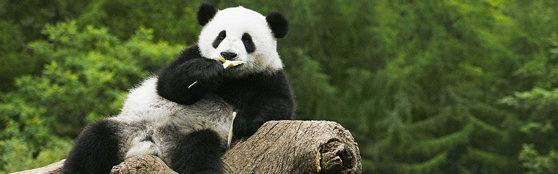 Panda Base