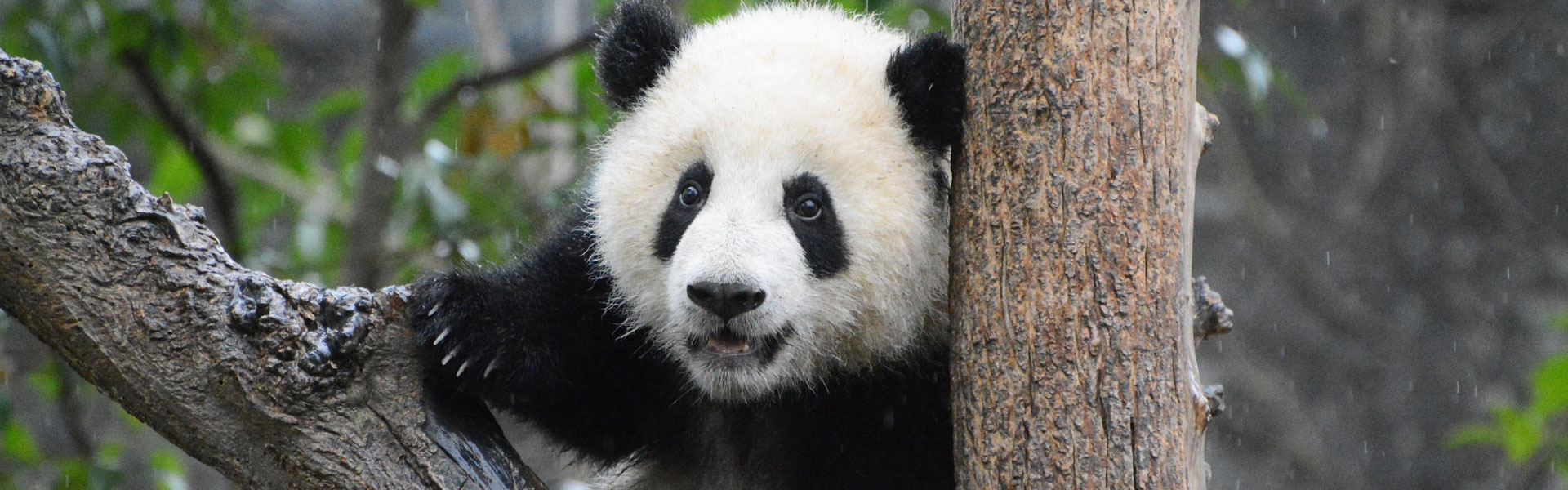 Panda Base