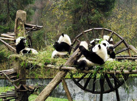 Panda Base