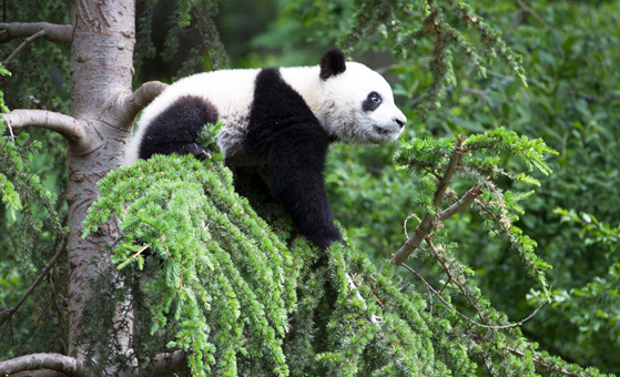 4 Day Wolong In-depth Panda Tour