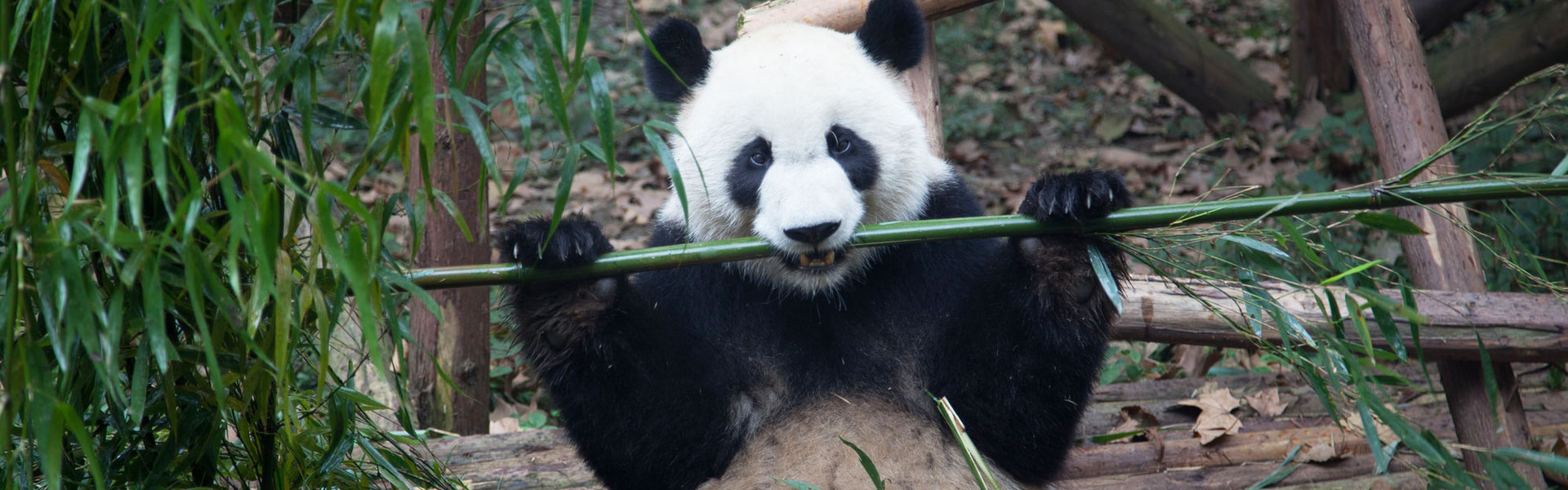 Panda Base