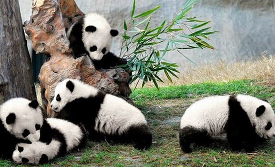 1-Day Chengdu Panda and Qingchengshan Tour