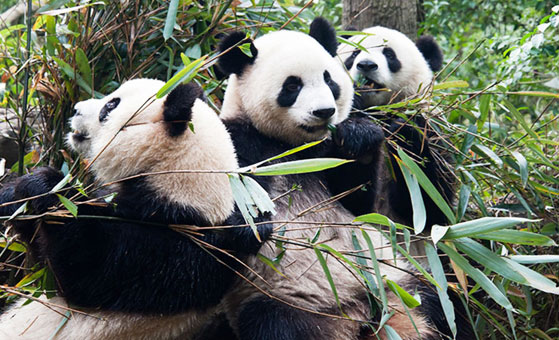 2 Days Chengdu and Bifengxia Panda Holding Tour