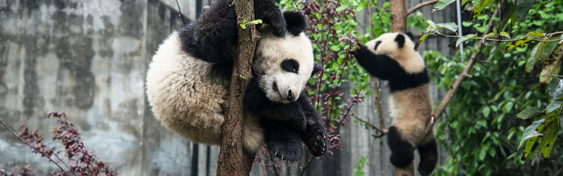 Chengdu Panda Base