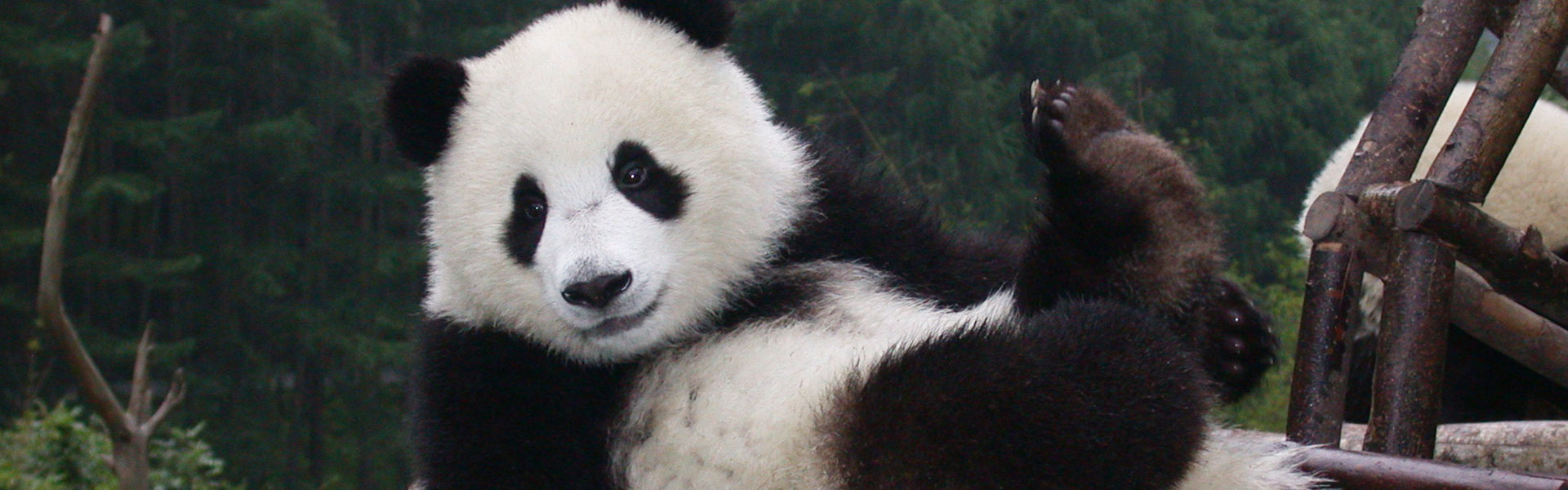 Pandas in Wolong