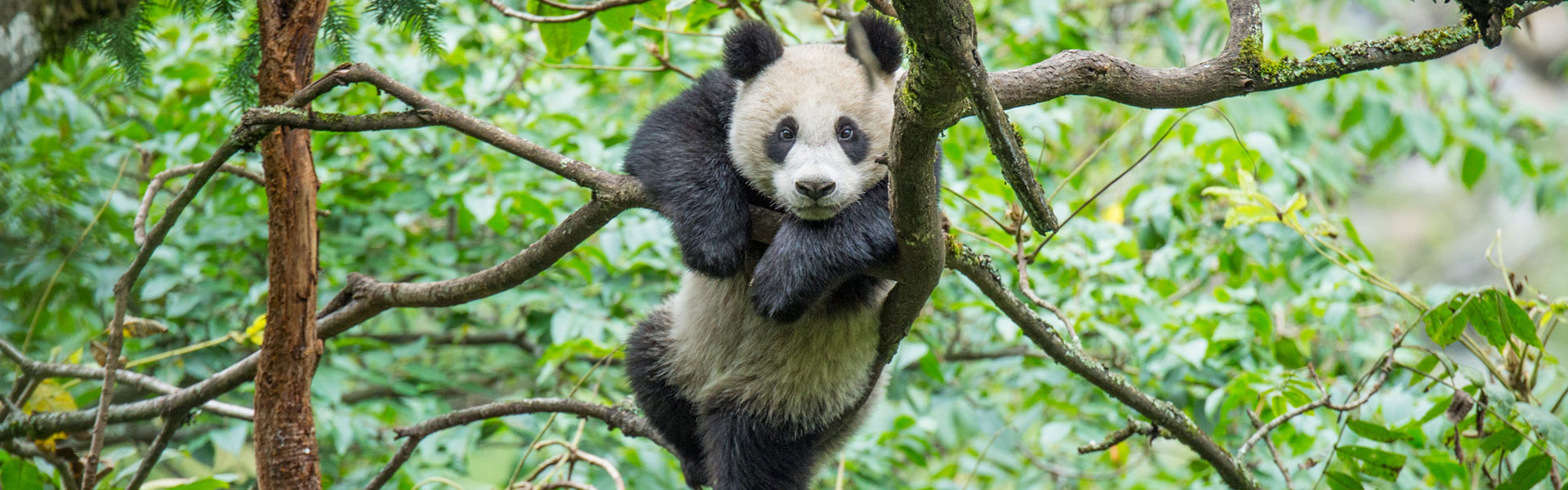 Pandas in Wolong