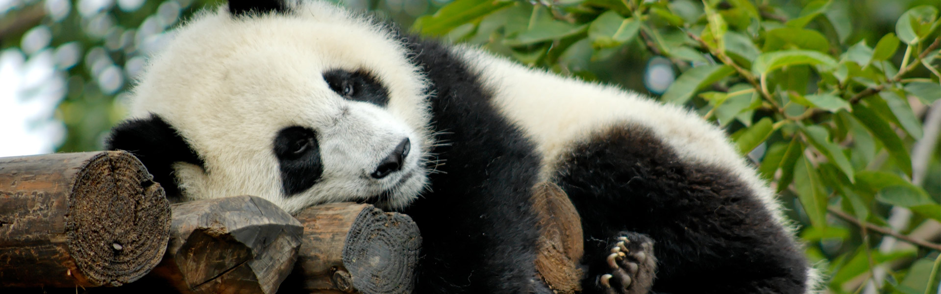 Wolong Panda Base Tour
