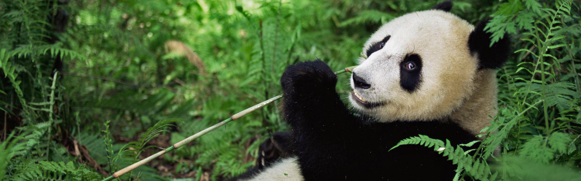 Panda Base Tour