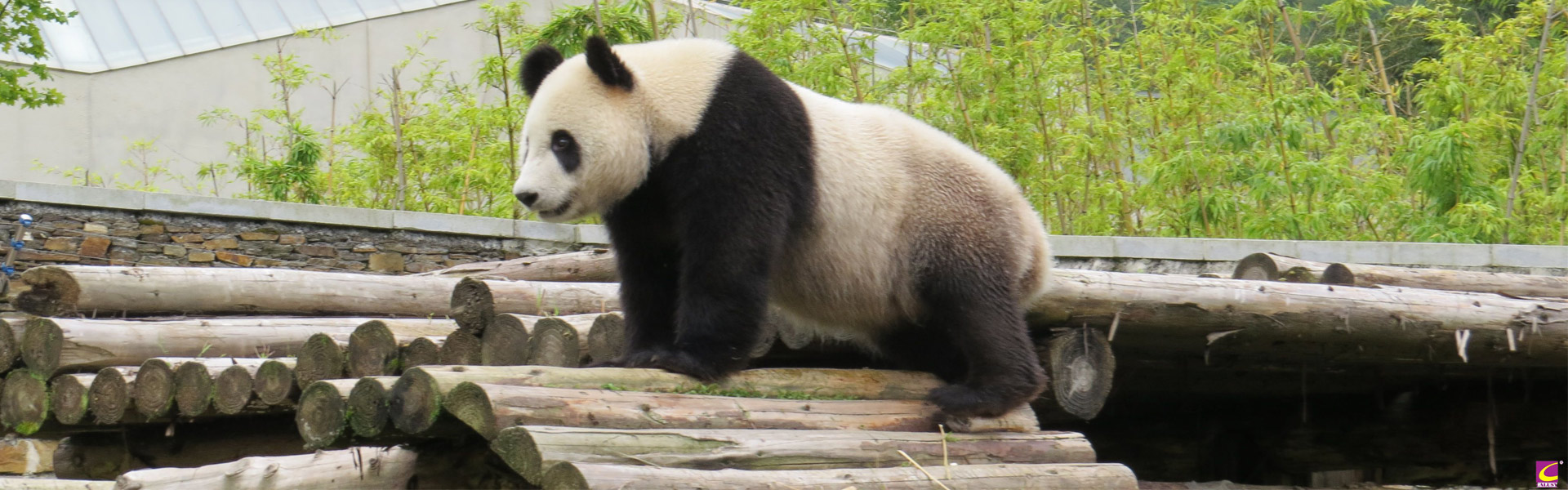 Panda Base Tour
