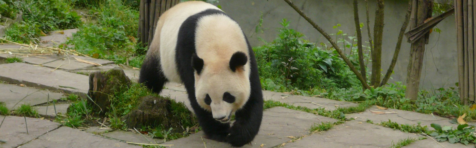 Panda Base Tour