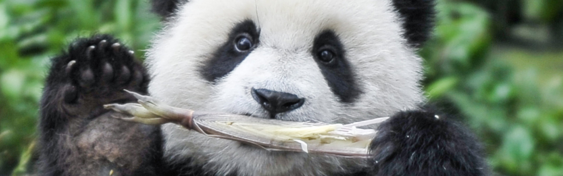 Panda Base Tour