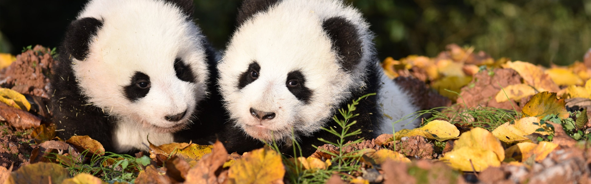 Panda Base Tour