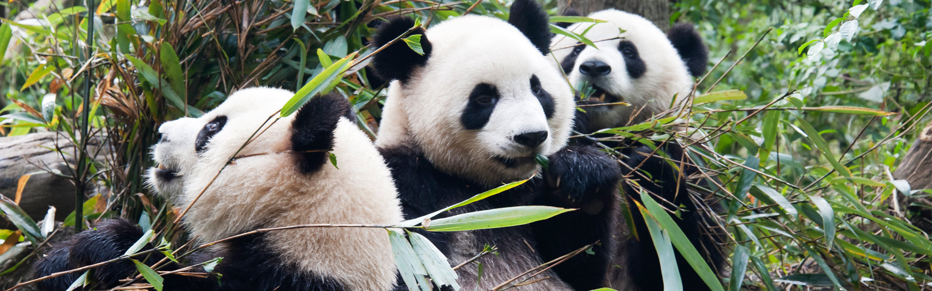 Panda Base