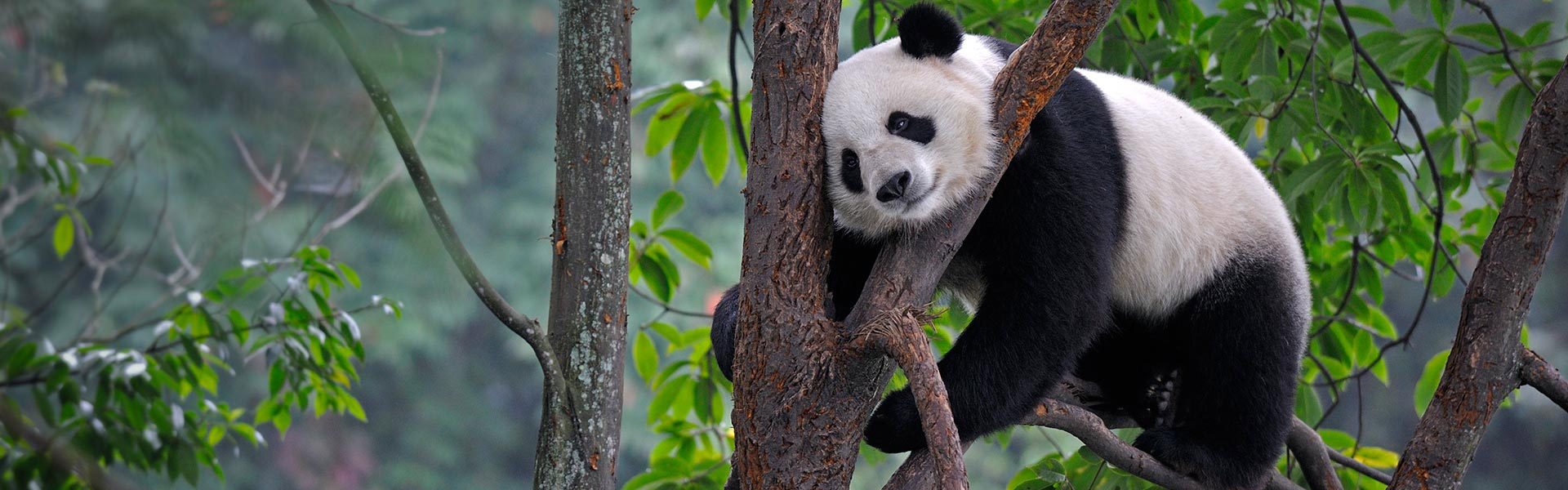 Bifengxia Panda Base