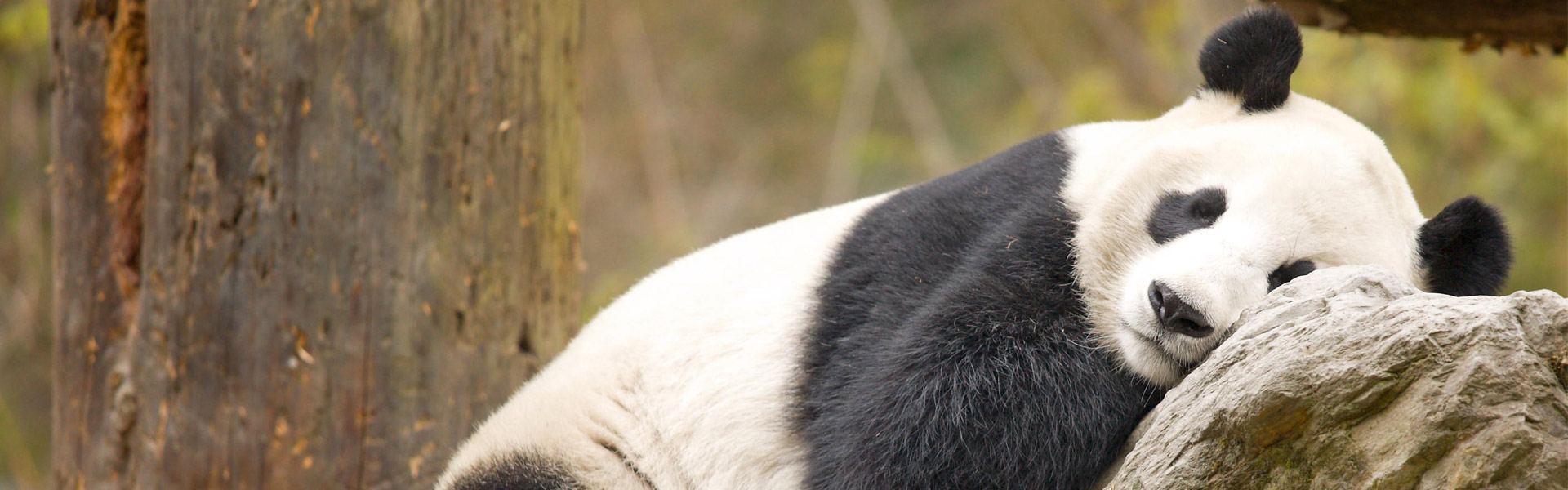 Wolong Panda Base Tour