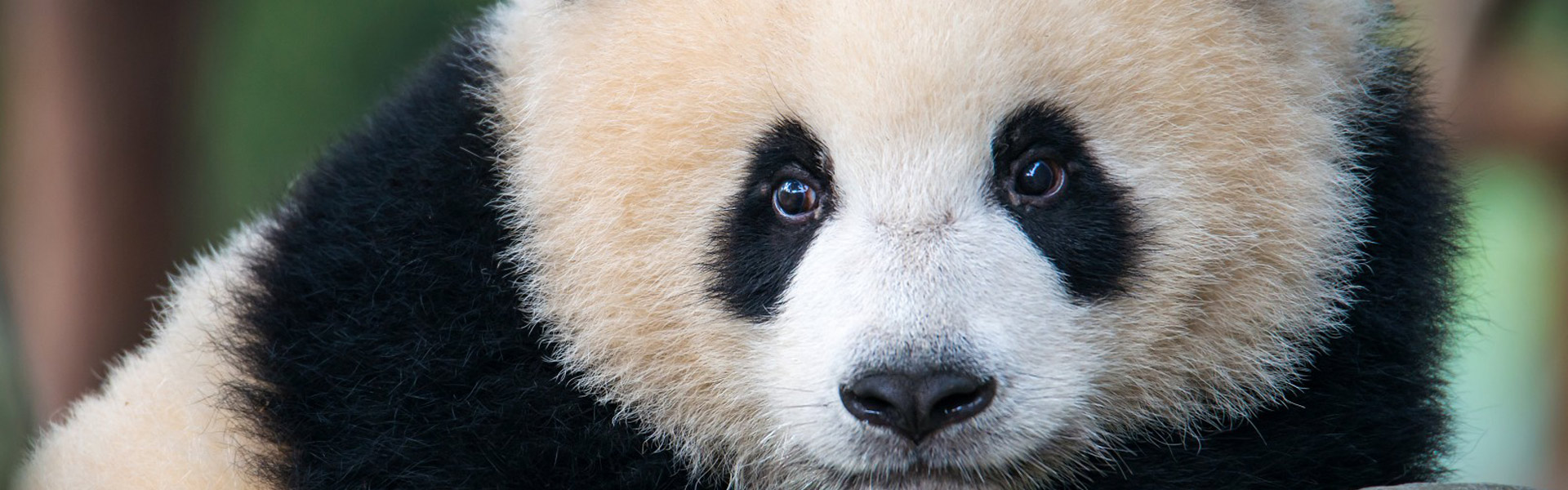 Panda Tour